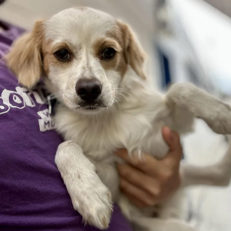 A young small-sized male White / Cream Mixed Breed dog named Luke for adoption in San Francisco, CA