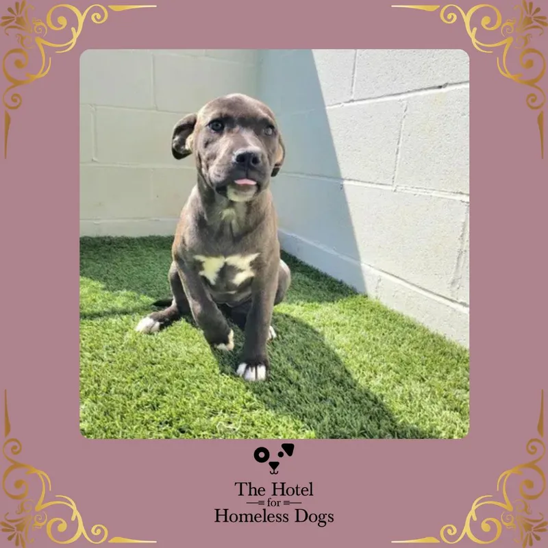 A baby medium-sized female Brindle Shepherd dog named Hazel for adoption in Cumberland, RI