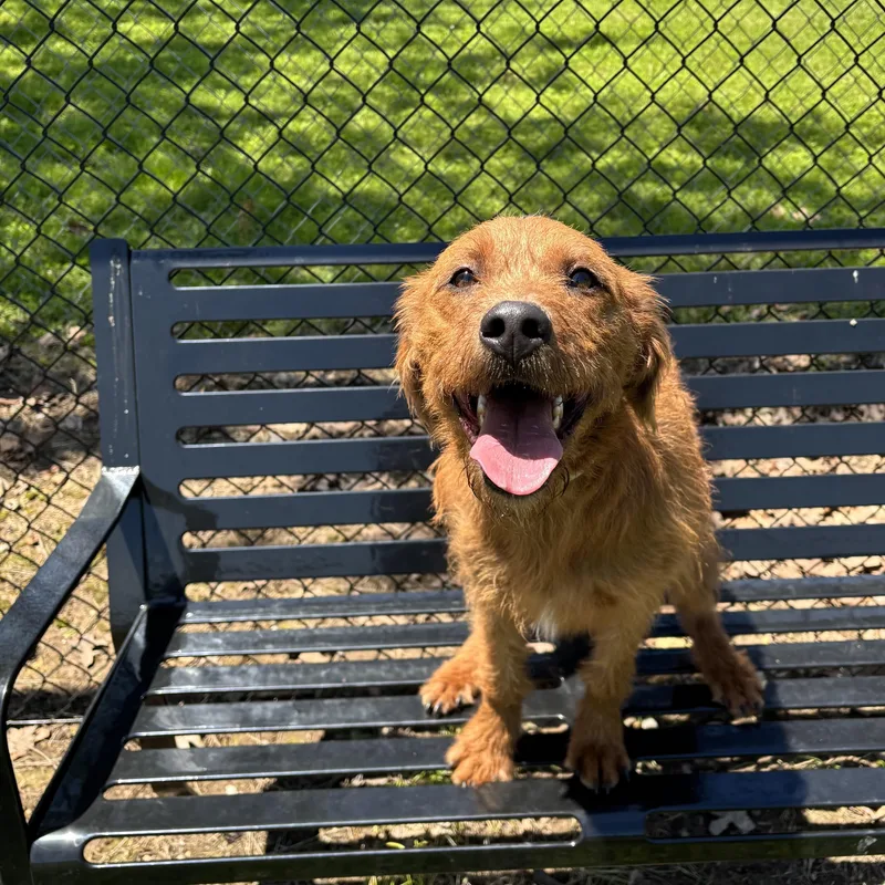 A baby medium-sized male Brown / Chocolate Terrier dog named Oliver for adoption in Lowell, AR