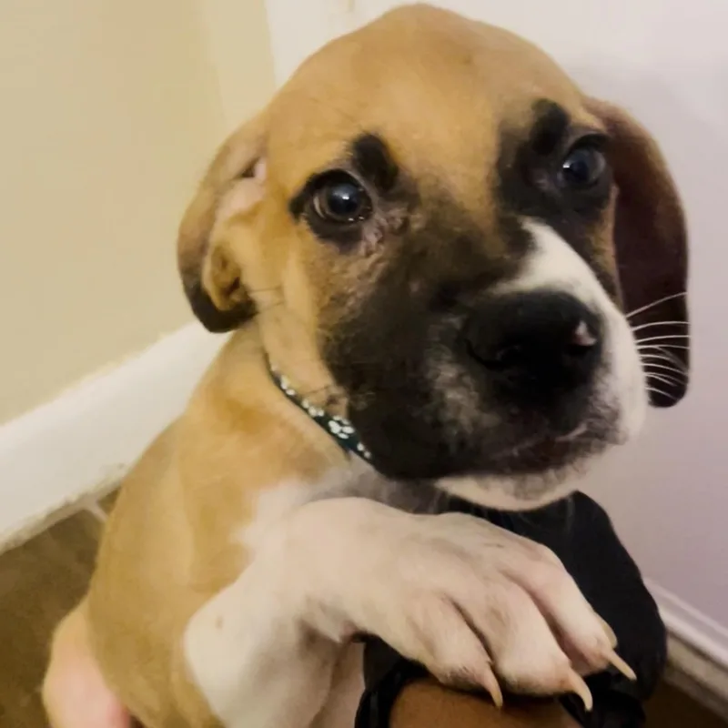 Cleo thumbnail 4