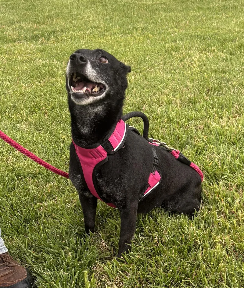 A senior medium-sized female Black Terrier dog named Ladybug for adoption in Andover, MA
