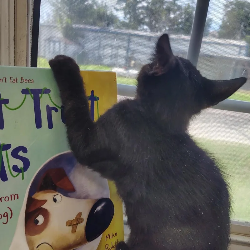 A baby small-sized male Black Domestic Medium Hair cat named Porky for adoption in Springtown, TX