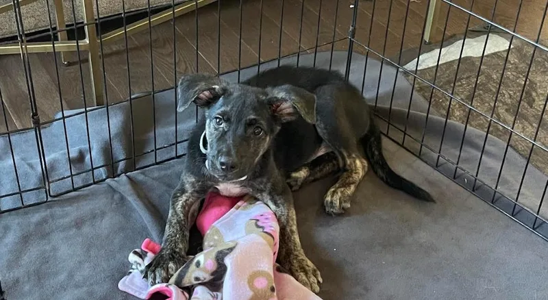 A baby large-sized male Mountain Cur dog named Brucy for adoption in Brooklyn Center, MN