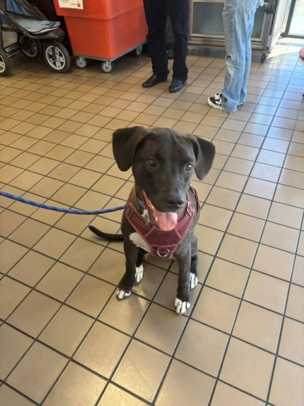 A young large-sized male Pit Bull Terrier dog named Mozzy for adoption in Burbank, CA