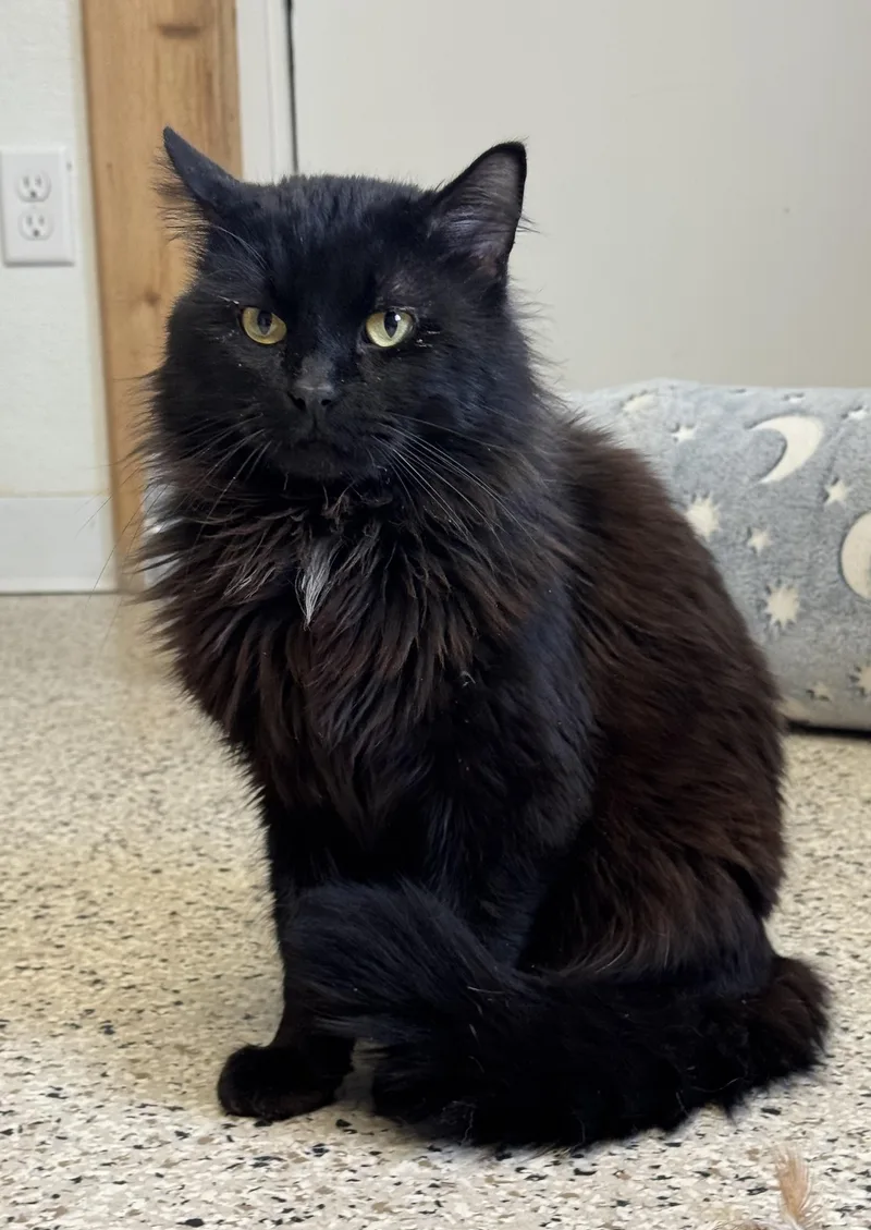 An adult medium-sized male Black Domestic Long Hair cat named Vadium for adoption in Buffalo, MN