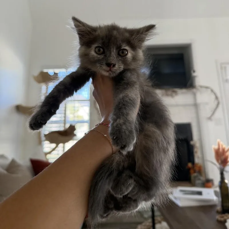 A baby medium-sized female Domestic Long Hair cat named Poppy for adoption in Chattanooga, TN
