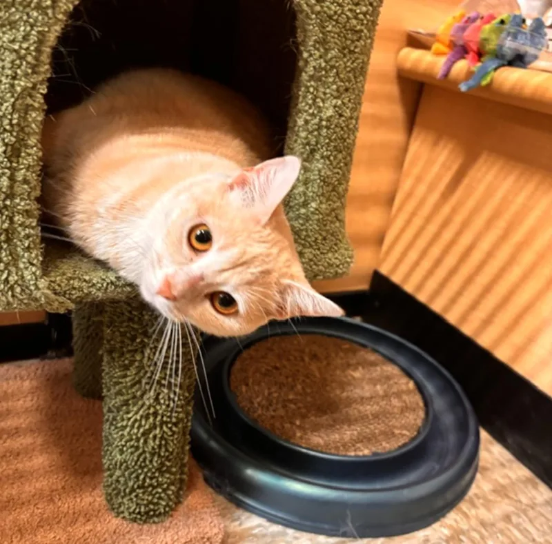 An adult medium-sized female Buff / Tan / Fawn Domestic Short Hair cat named Chick for adoption in Wheaton, IL