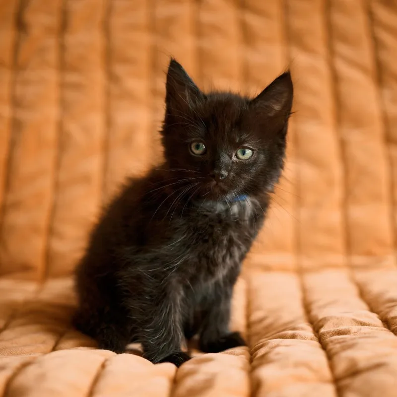 A baby small-sized male Black Domestic Medium Hair cat named Mako for adoption in Charlotte, NC