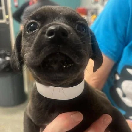 Razorvex thumbnail 2