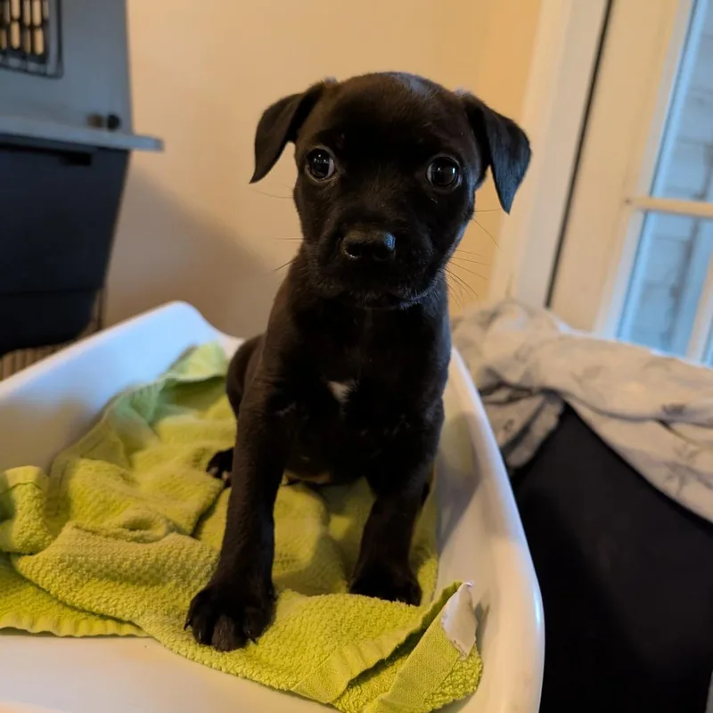 Razorvex thumbnail 3