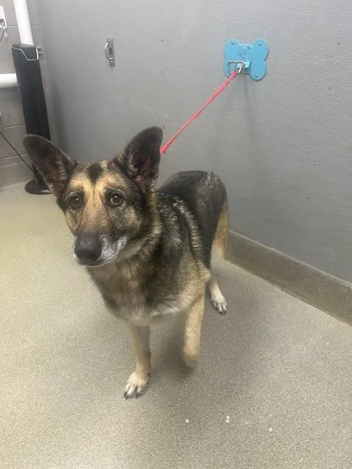 An adult large-sized female German Shepherd Dog dog named Princess for adoption in Las Vegas, NV