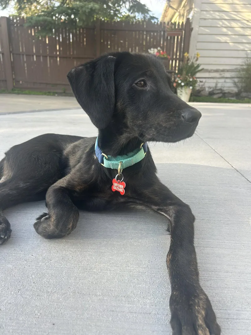 Bogey