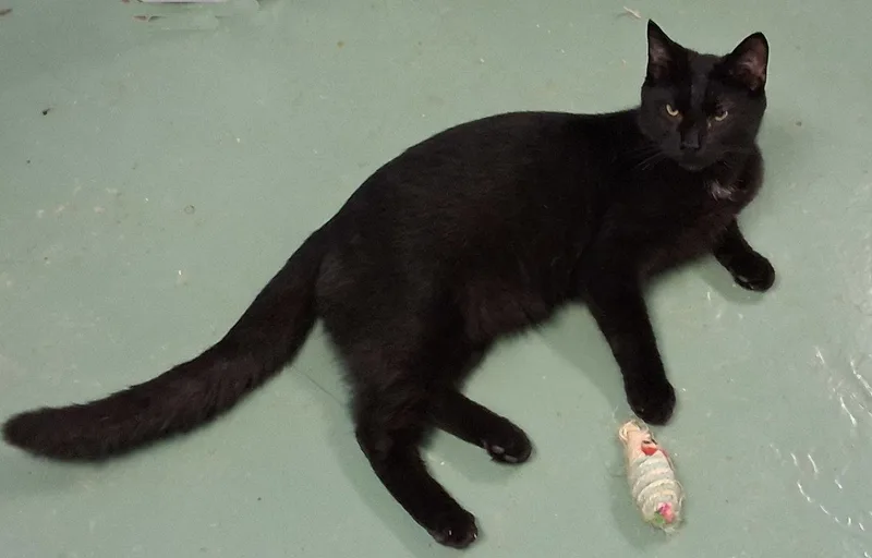 A baby medium-sized male Black Domestic Short Hair cat named Crow for adoption in Mcconnelsville, OH
