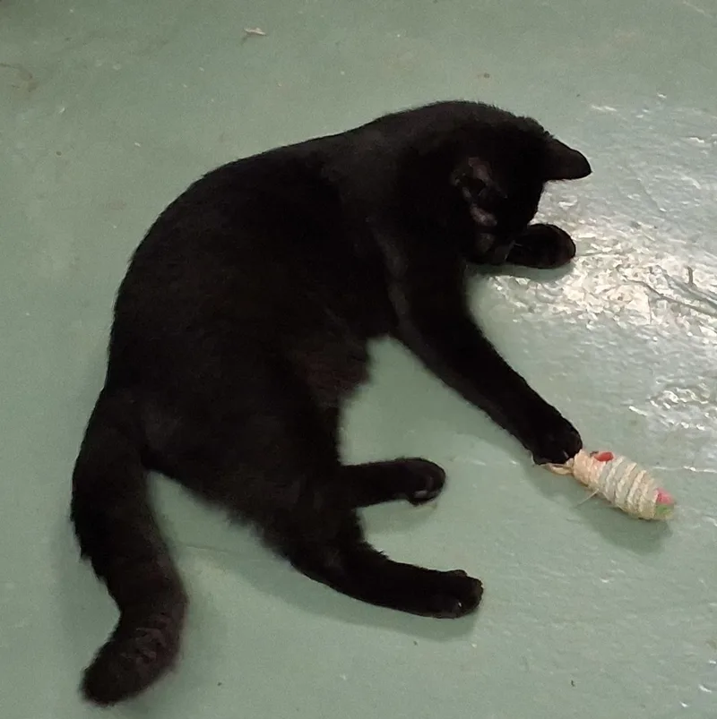 Crow thumbnail 4