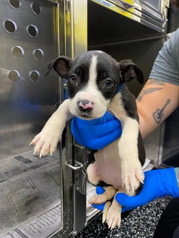 A young medium-sized female Pit Bull Terrier dog named Sparrow for adoption in Jackson, TN