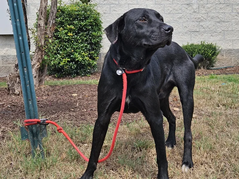 A young medium-sized male Black Labrador Retriever dog named Apollo for adoption in Orangeburg, SC
