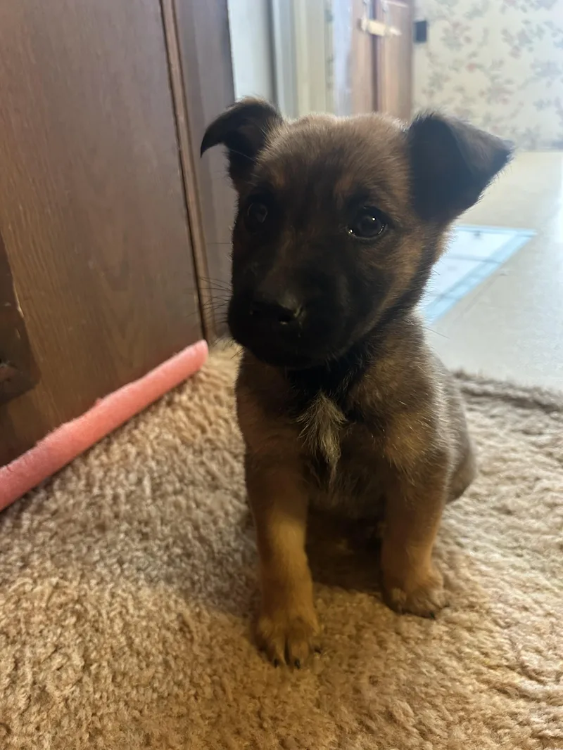 A baby small-sized female Belgian Shepherd / Malinois dog named Toga for adoption in Vancouver, WA