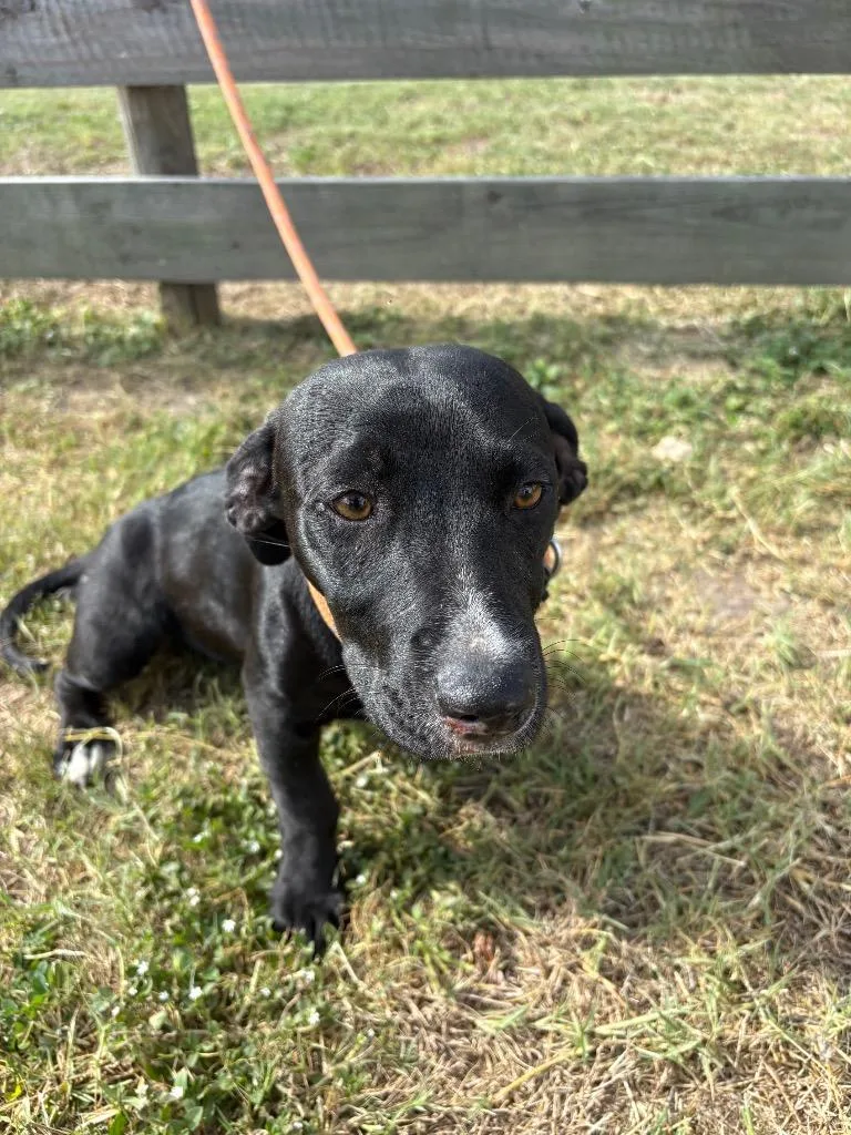 A baby medium-sized female Affenpinscher dog named Apirl for adoption in Wauchula, FL