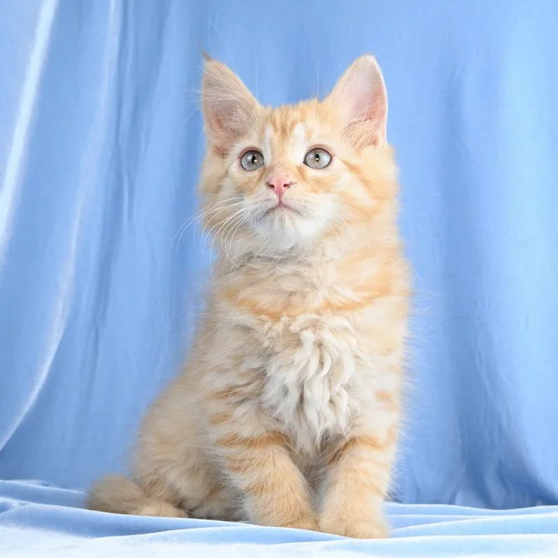 Sawyer