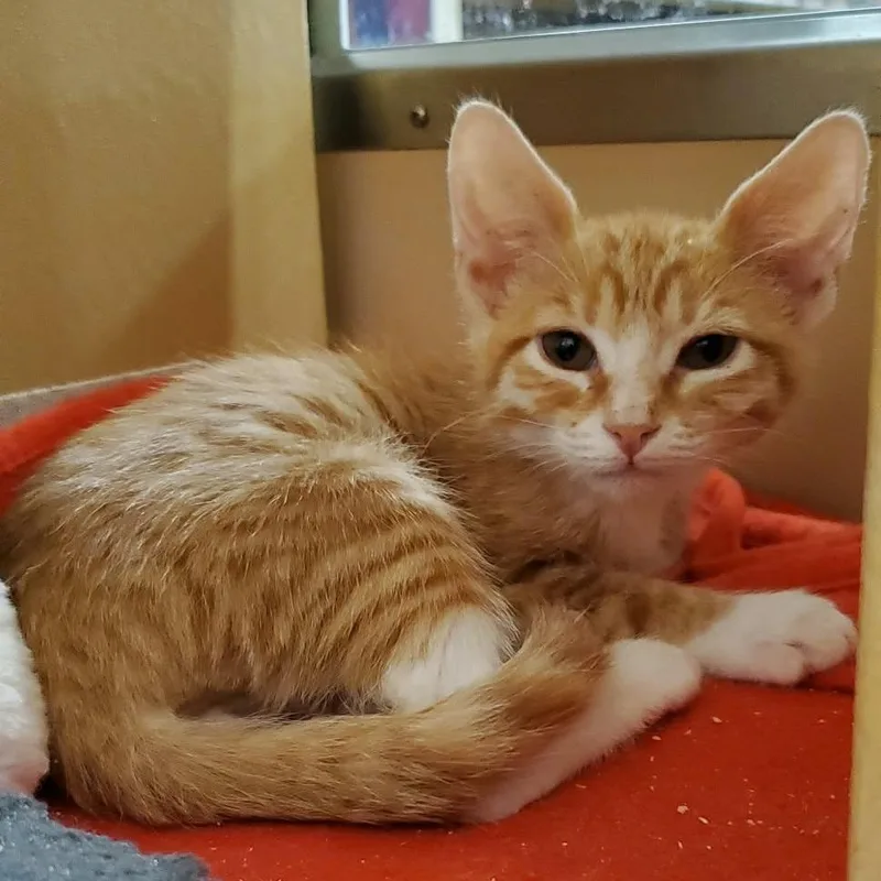A baby small-sized male Orange / Red Domestic Short Hair cat named Garey for adoption in Hemet, CA
