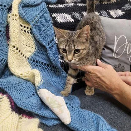 A baby small-sized male Domestic Short Hair cat named Plum for adoption in Memphis, TN