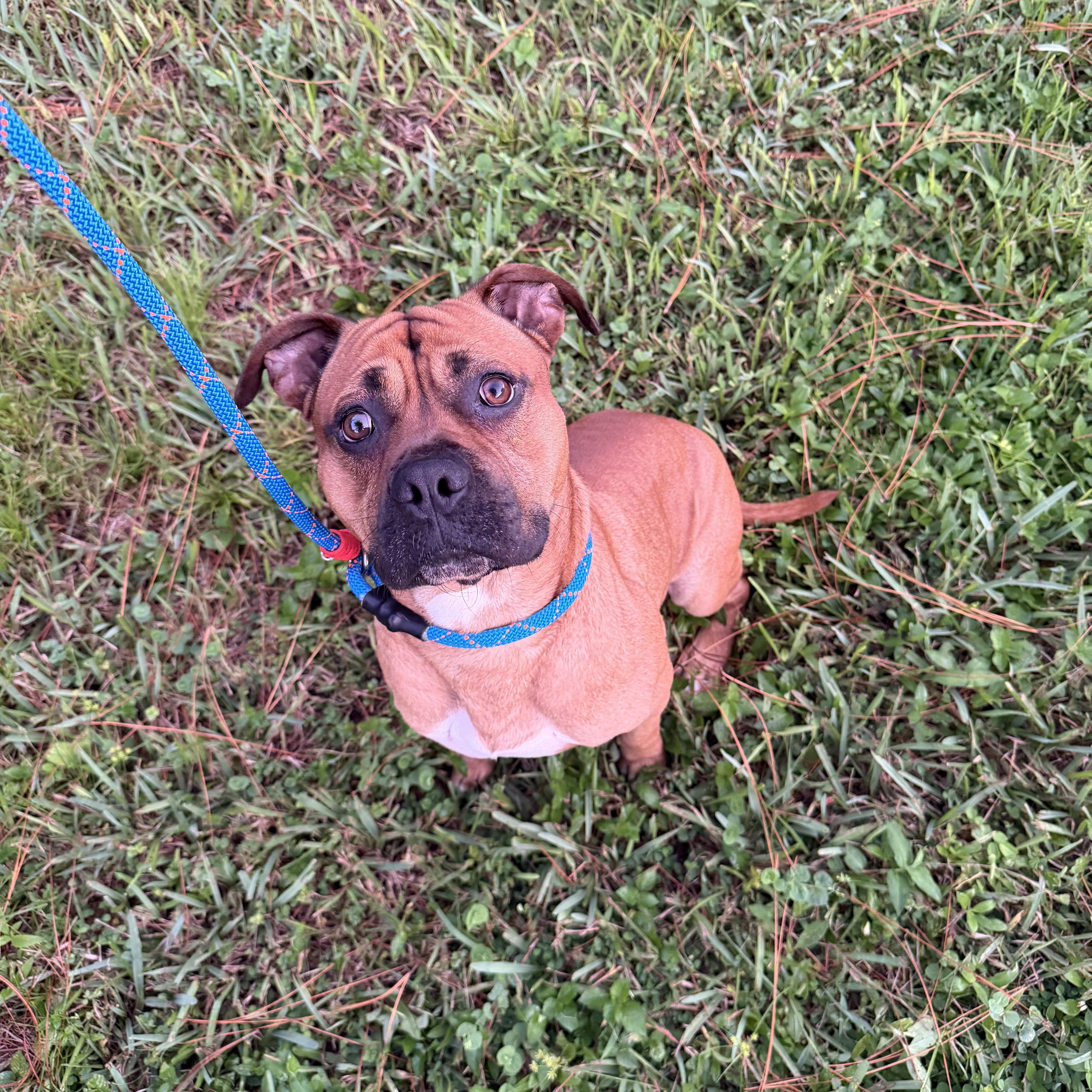 A young medium-sized male American Bully dog named Buck for adoption in Fort Lauderdale, FL