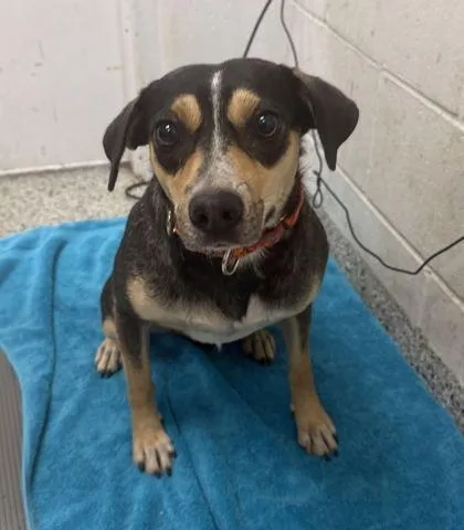 A young medium-sized female Black Mixed Breed dog named Millie for adoption in Kansas City, MO