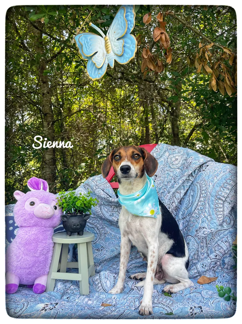 A young small-sized female Beagle dog named Sienna for adoption in Sebring, FL