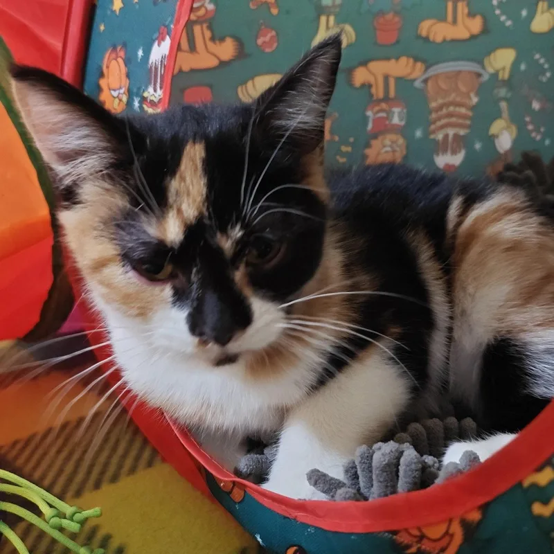 A young medium-sized female Domestic Short Hair cat named Tisaanah for adoption in Phoenix, AZ