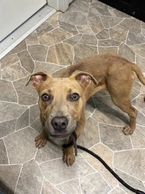 A young medium-sized male American Staffordshire Terrier dog named Kota for adoption in Chester, SC