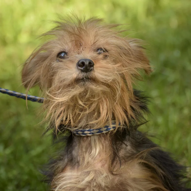 An adult small-sized female Yellow / Tan / Blond / Fawn Yorkshire Terrier dog named Joanie for adoption in Lambertville, NJ