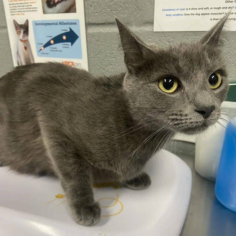 A young medium-sized female Domestic Short Hair cat named Starla for adoption in Allentown, PA