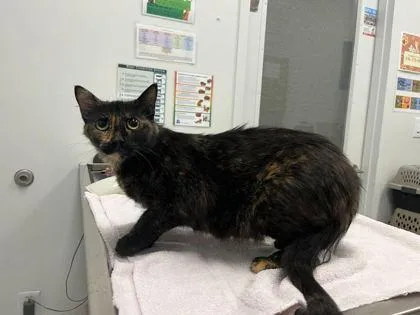 An adult medium-sized female Black Domestic Medium Hair cat named Call Me Susan for adoption in Kansas City, MO