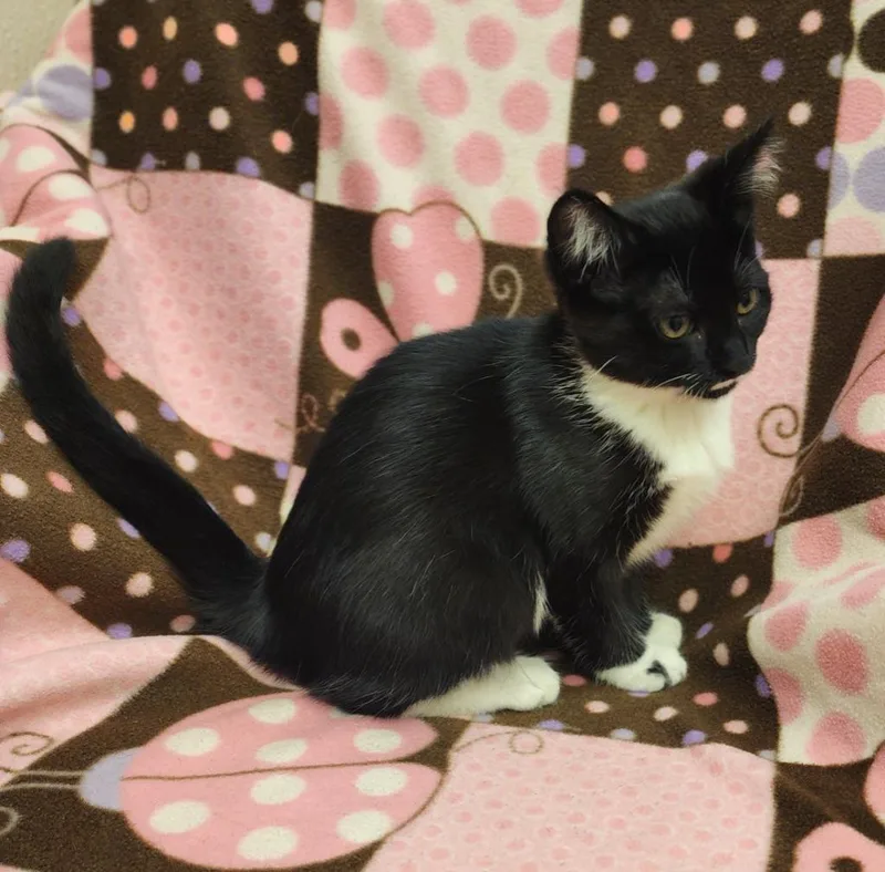 A baby medium-sized female Domestic Short Hair cat named Mabel for adoption in Superior, WI