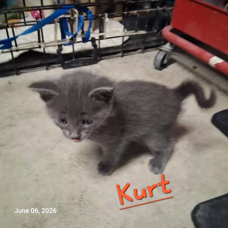 A baby medium-sized male Domestic Short Hair cat named Kurt for adoption in Hartford City, IN