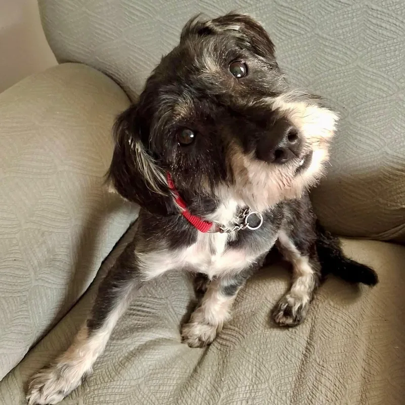 A young small-sized female Schnauzer dog named Sally for adoption in Schnecksville, PA