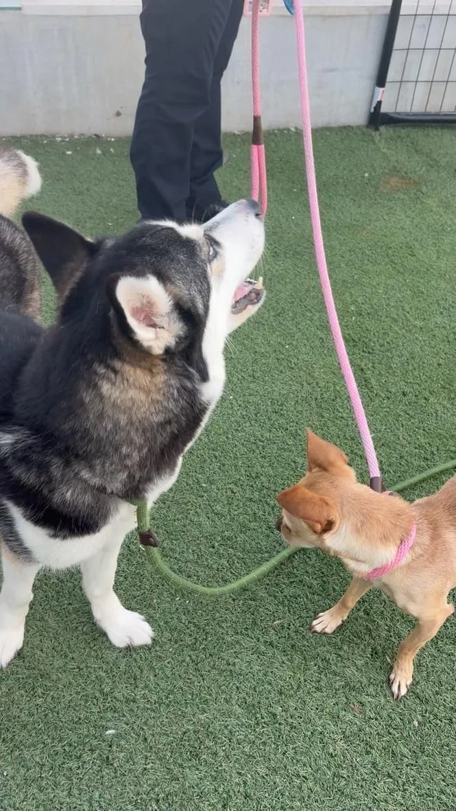 Marshmallow thumbnail 2