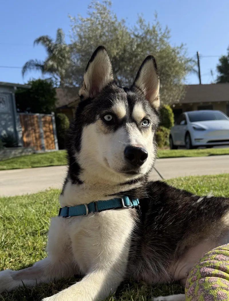 Marshmallow thumbnail 3