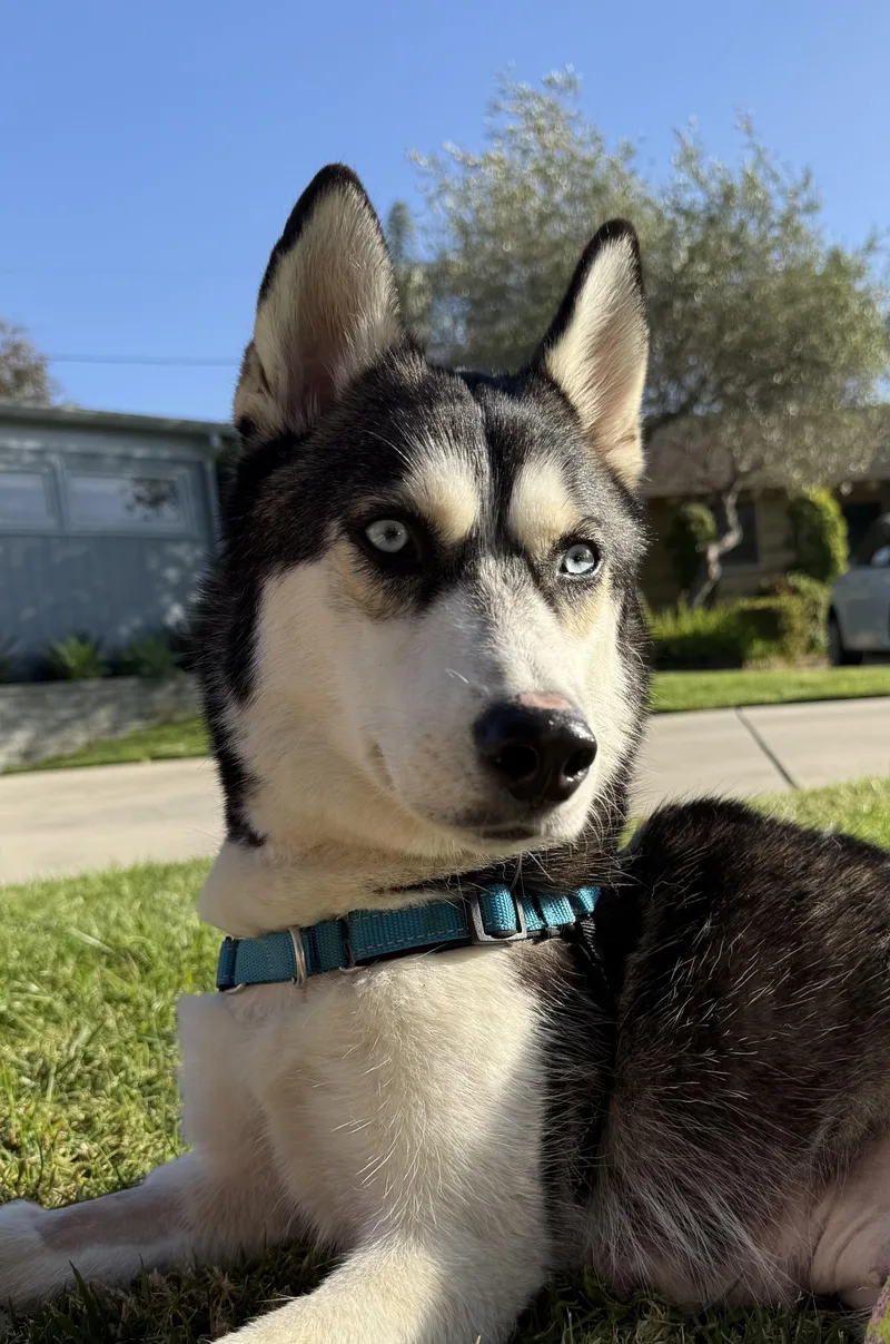 Marshmallow thumbnail 4