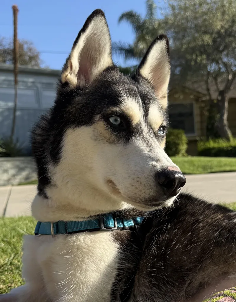 Marshmallow thumbnail 5