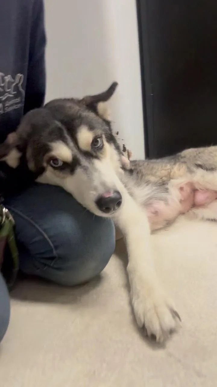 Marshmallow thumbnail 6