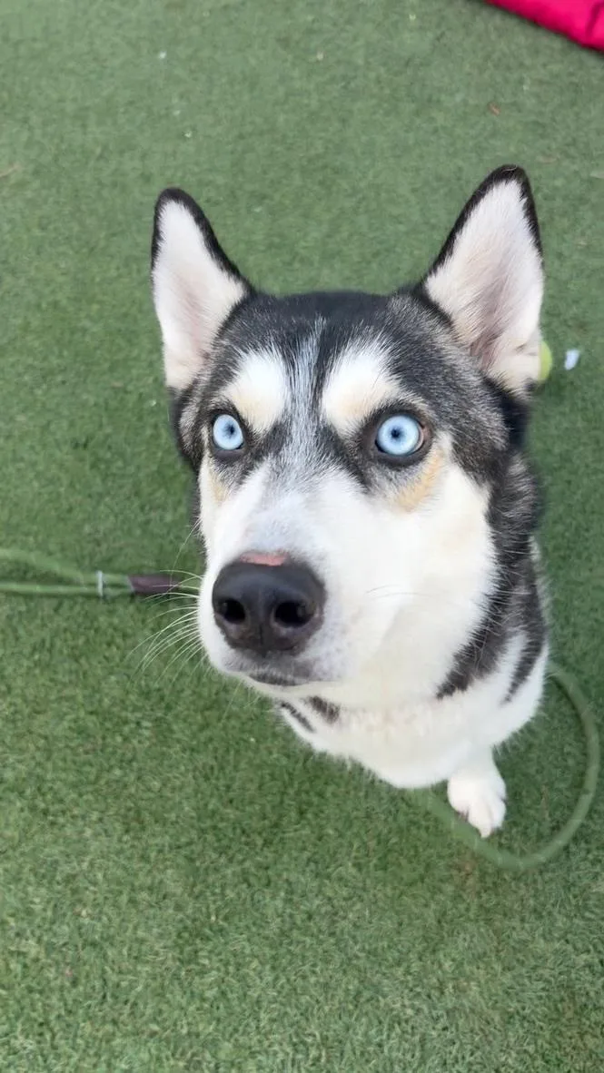An adult medium-sized female Gray / Blue / Silver Husky dog named Marshmallow for adoption in Los Angeles, CA