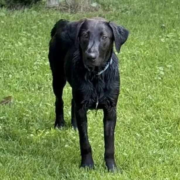 A baby medium-sized female Black Labrador Retriever dog named Lollie for adoption in Tunica, MS