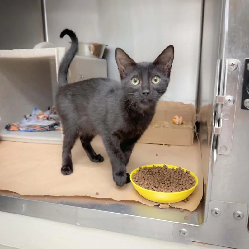 A baby medium-sized female Black Domestic Short Hair cat named Coco Puff for adoption in Bastrop, TX