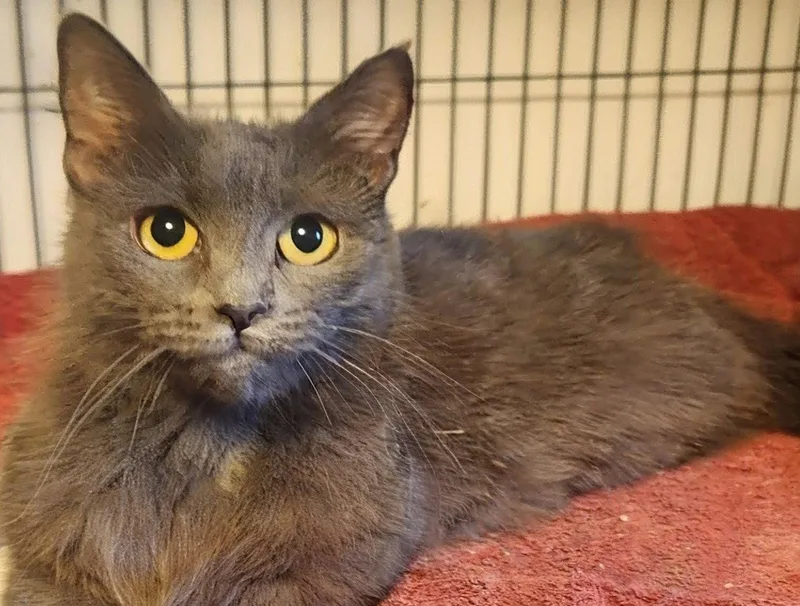 A young medium-sized female Gray / Blue / Silver Domestic Long Hair cat named Suki for adoption in Forest, VA