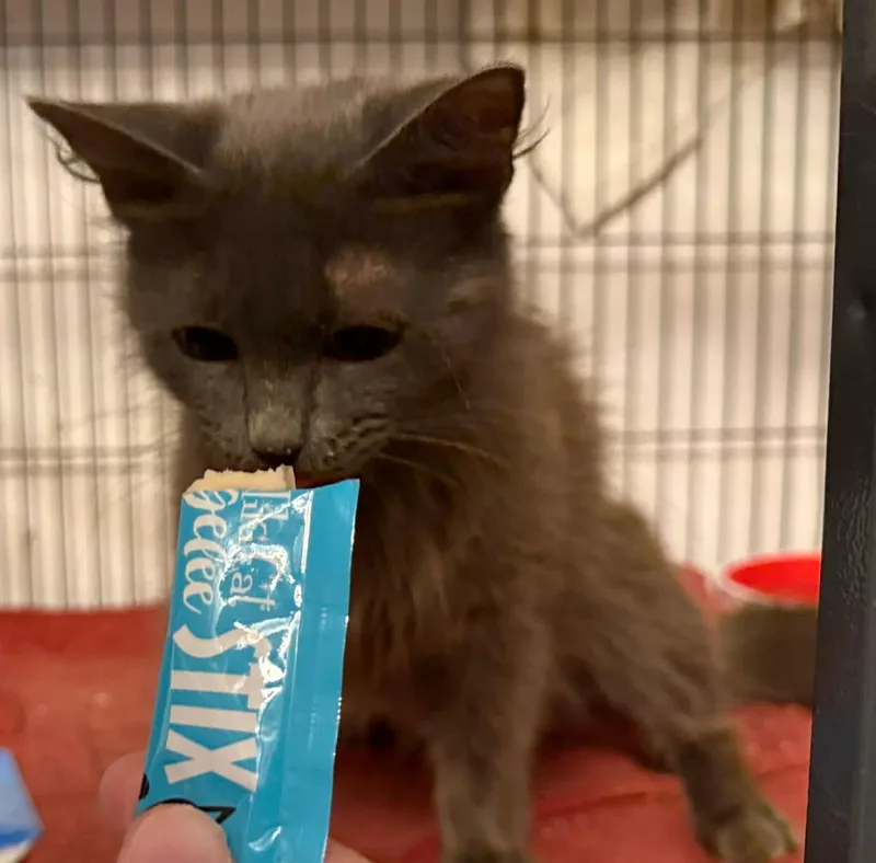 Suki thumbnail 3