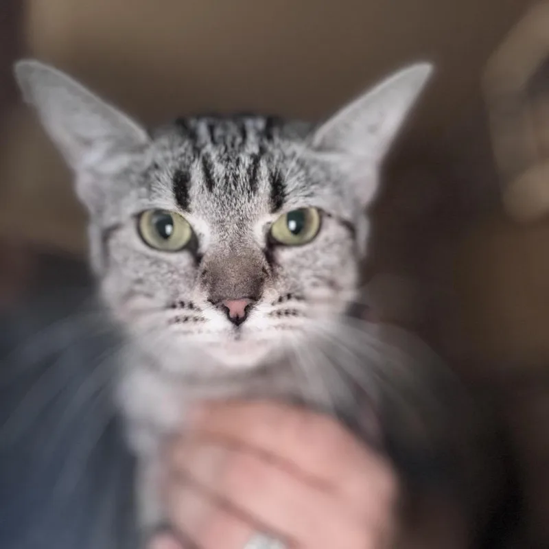An adult small-sized female Brown / Chocolate Domestic Short Hair cat named Clover for adoption in Inwood, WV