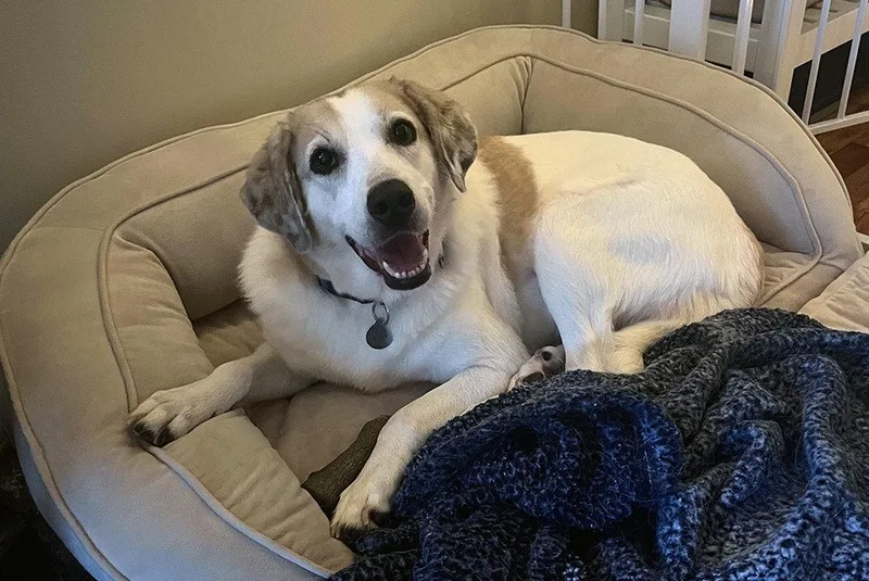 An adult medium-sized female Mixed Breed dog named Lorelai for adoption in Weaverville, NC