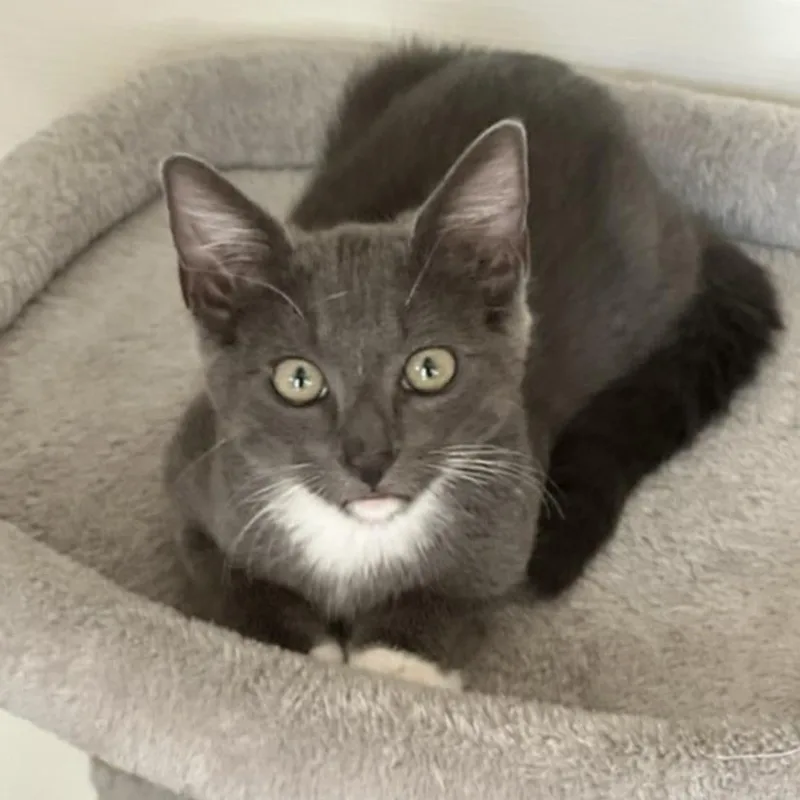 A baby small-sized male Gray / Blue / Silver Domestic Short Hair cat named Ash for adoption in Los Angeles, CA