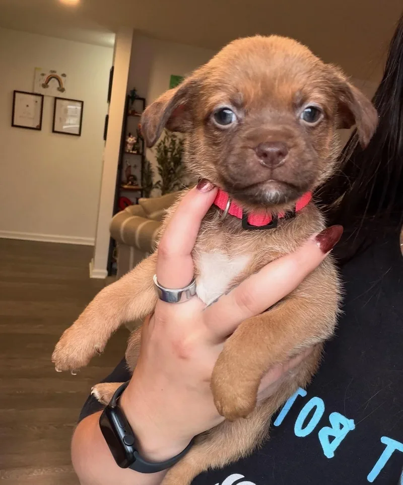 A baby medium-sized male Terrier dog named Jasper for adoption in Berlin, NJ